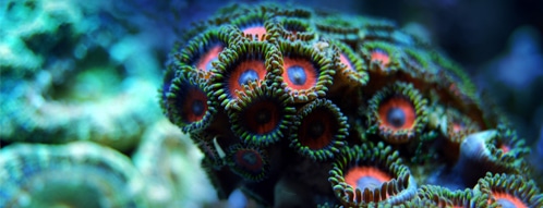 Korallen gutscheine - korallen online kaufen