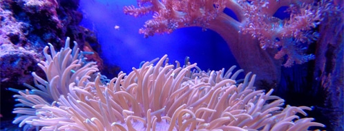Korallen gutscheine - online korallen betsellen