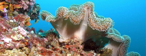 Korallen gutscheine - online korallen kaufen
