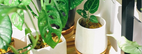 luftreinigende pflanzen gutscheine - online kaufen und sparen