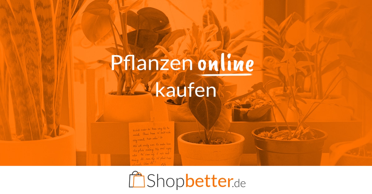 Kaufe Pflanzen online In verschiedene Arten, Farben, Formen & Größen
