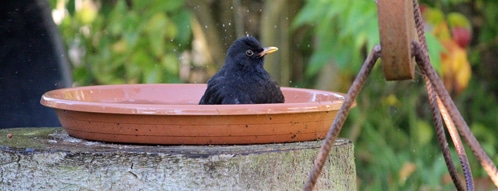 vogelbad gutscheine - vogelbad online bestellen und sparen