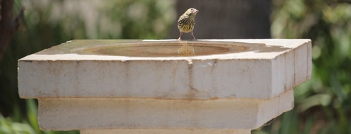 vogelbad gutscheine - vogelbad online finden