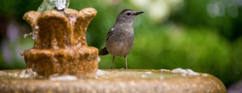 vogelbad gutscheine - vogelbad online kaufen geht auch