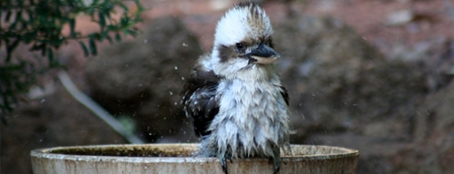 vogelbad gutscheine - vogelbad online kaufen und sparen