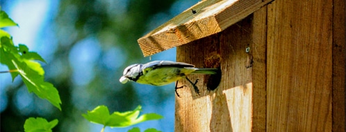 vogelhaus gutscheine - vogelhaus kaufen geht auch online