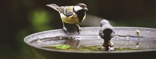 vogeltraenke gutscheine - vogeltraenke online bestellen geht auch