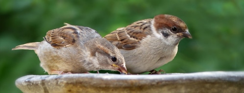 vogeltraenke gutscheine - vogeltraenke online bestellen