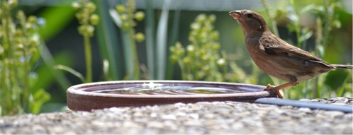 vogeltraenke gutscheine - vogeltraenke online erwerben