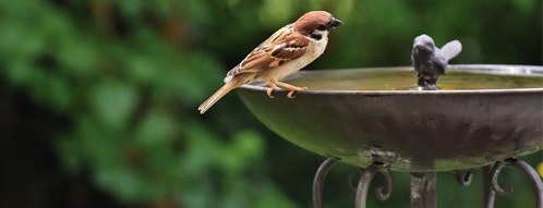 vogeltraenke gutscheine - vogeltraenke online kaufen geht auch