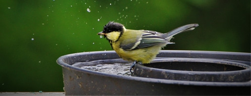 vogeltraenke gutscheine - vogeltraenke online kaufen