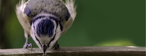 vogeltraenke gutscheine - vogeltraenke online